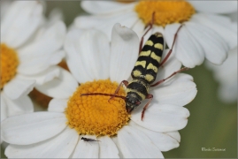 <p>Plagionatus floralis - jižní Morava</p>